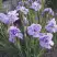 Ирис ИМПЕРИАЛ ОПАЛ сибирский в Орше