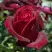 Роза ПАПА МЕЙЯН чайно-гибридная в Орше