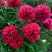 Пион БЕЛГРАВИЯ травянистый в Орше