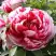 Пион РЕД ВИЗ ПИНК древовидный в Орше