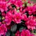 Азалия КАНЗОНЕТТА японская в Орше