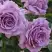 Роза ЛАВ СОНГ флорибунда в Орше