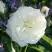 Роза АЛАБАСТЕР флорибунда в Орше