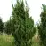 Можжевельник КАЙЗУКА китайский в Орше