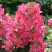 Гортензия МЕГА МИНДИ метельчатая в Орше