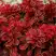 Барбарис РЕД ХОТ ЧИЛИ тунберга в Орше