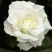Роза МОНДИАЛЬ чайно-гибридная в Орше