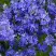 Вероника РОЯЛ БЛЮ большая в Орше