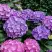 Гортензия ГАМБУРГ крупнолистная в Орше