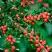 Кизильник горизонтальный в Орше