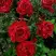 Роза РЕД ИНТУИШН чайно-гибридная в Орше