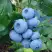 Голубика ТОРО в Орше