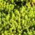 Очиток (седум) ЙЕЛЛОУ КВИН едкий в Орше