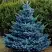 Ель МАДЖЕСТИК БЛЮ колючая в Орше