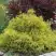 Кипарисовик ГОЛДЕН МОП горохоплодный в Орше