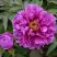 Пион ЛИЛОВАЯ ФАНТАЗИЯ древовидный в Орше