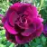 Роза БУРГУНДИ АЙС флорибунда в Орше