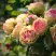 Роза ПИТАХАЙЯ чайно-гибридная в Орше