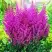 Астильба ПЕПЛ РЕЙН гибридная в Орше