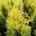 Туя ГОЛДЕН БРАБАНТ западная в Орше