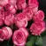 Роза КАРУСЕЛЬ чайно-гибридная в Орше