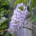 Глициния макростахия БЛЮ МУН в Орше