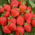 Клубника САН АНДРЕАС ремонтантная в Орше
