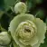 Роза ГРИН ДАЙМОНД миниатюрная в Орше