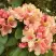 Рододендрон ФЛАУТАНДО в Орше