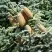 Пихта благородная в Орше