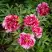 Пион РЕД ВИЗ ПИНК древовидный в Орше