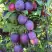 Слива БЛЮ СВИТ колонновидная в Орше