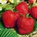 Клубника ВИМА ЗАНТА в Орше