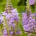 Физостегия РОЗЕЯ виргинская в Орше