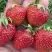 Клубника ВИМА ЗАНТА в Орше