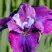 Ирис СИ Я ЛЕЙТЕР сибирский в Орше