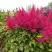 Астильба САННИ ДЕЙ гибридная в Орше