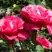 Роза ВИЕН РОУЗ чайно-гибридная в Орше