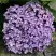 Гортензия АИША крупнолистная  в Орше