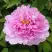 Пион ПРОЗРАЧНАЯ РОСА древовидный в Орше