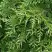 Туя СМАРАГД ВАРИЕГАТА западная в Орше