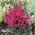 Астильба МУЛЕН РУЖ курчавая в Орше