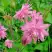 Аквилегия БАРЛОУ ПИНК гибрид МакКаны в Орше