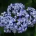 Гортензия АИША крупнолистная  в Орше