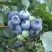Голубика БЛЮЭТТА в Орше