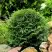 Туя ДАНИКА западная в Орше