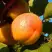 Абрикос СПАДЧЫНА в Орше