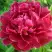 Пион КИТАЙСКИЙ ШЕЛК травянистый в Орше