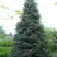 Пихта белая в Орше