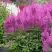 Астильба АМЕТИСТ Арендса в Орше